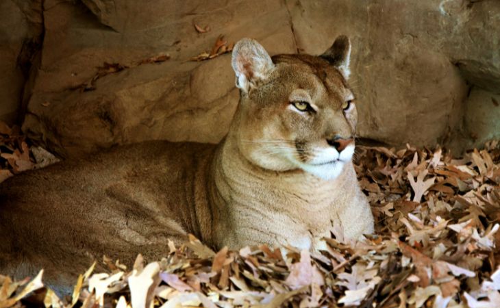 Chiste: Un Puma En Inglaterra