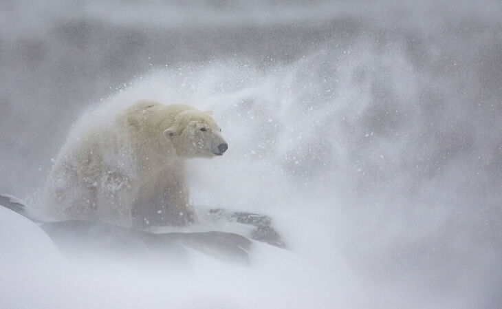 Fotógrafo Europeo De Vida Salvaje Del Año