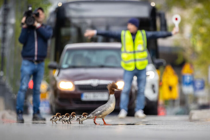 Fotógrafo Europeo De Vida Salvaje Del Año