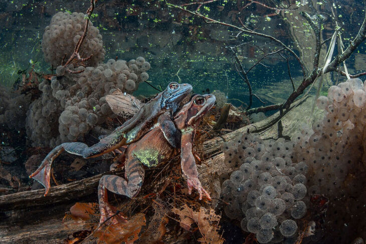 Fotógrafo Europeo De Vida Salvaje Del Año