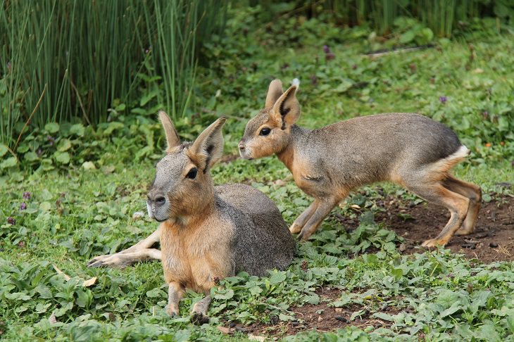 Roedores Adorables