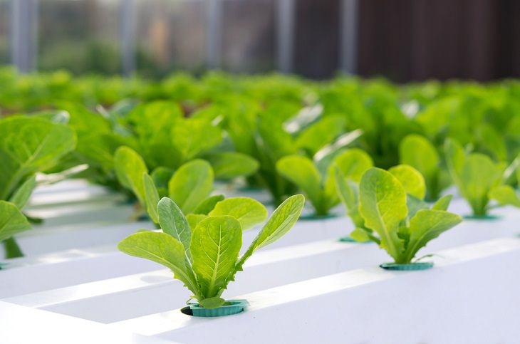 Métodos De Jardinería Inusuales