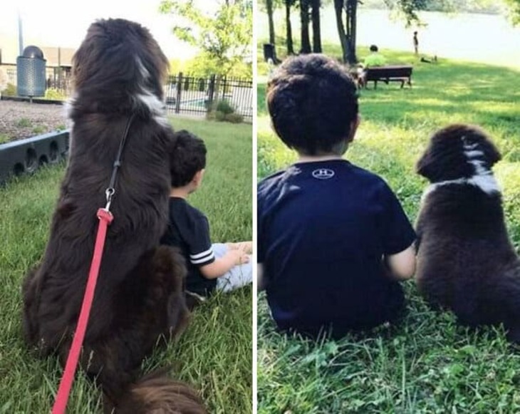 De Cachorros a Perros