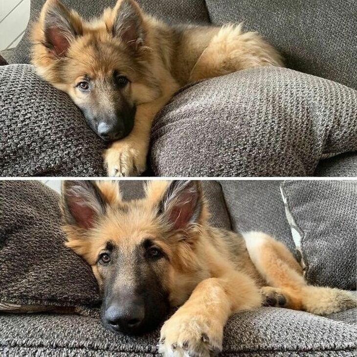 De Cachorros a Perros