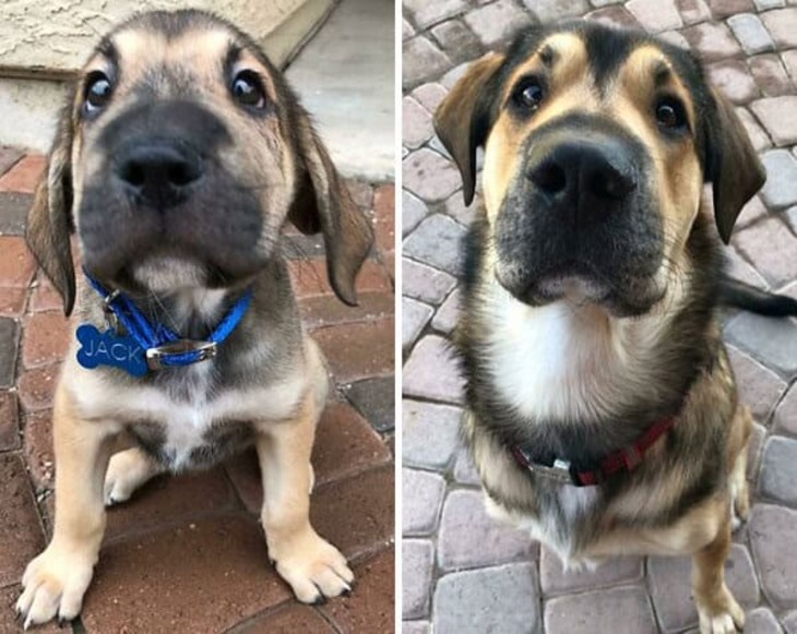 De Cachorros a Perros