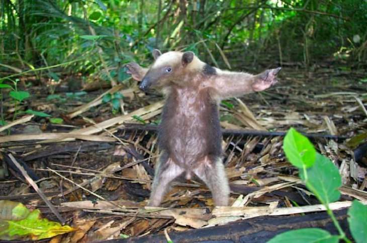 Fotos Divertidas De La Vida Salvaje