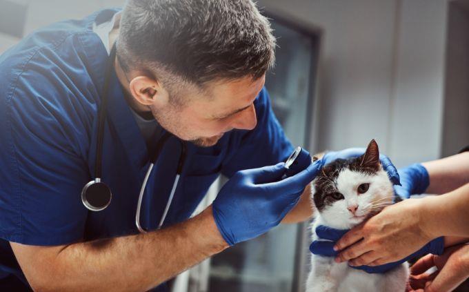 Prueba de lógica: un veterinario con un gato