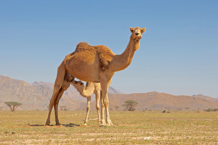 Camel Milk