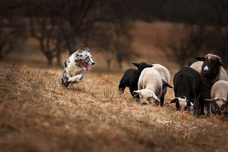 2023 International Pet Photography Awards, 