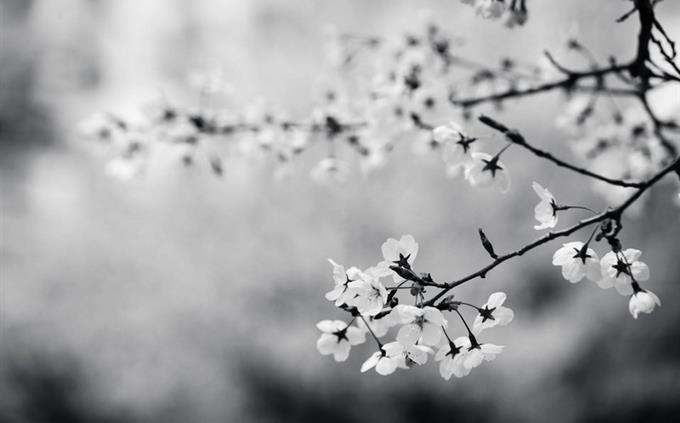 Prueba de fuerza interior: flores en blanco y negro