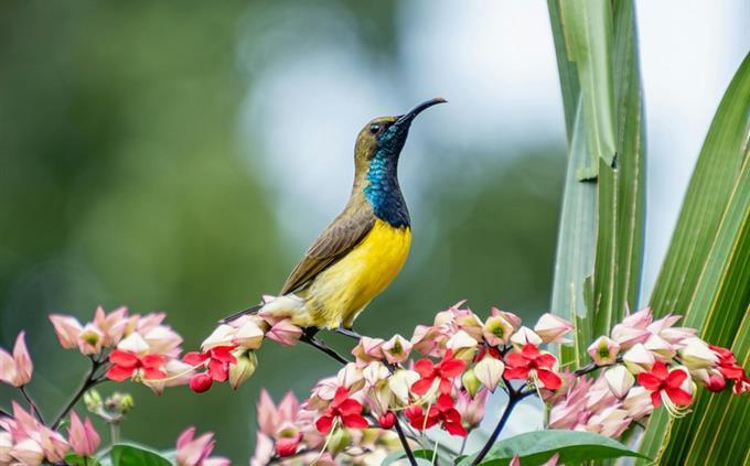 Prueba de fuerza interna: pájaro