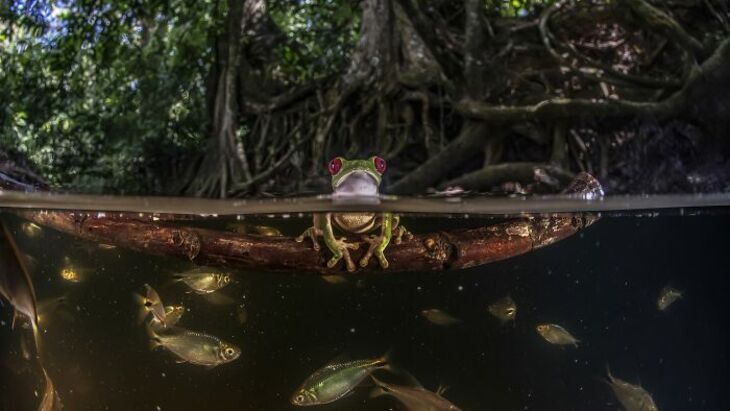 Ganadores Del Concurso Del Fotógrafo Del Año 2024