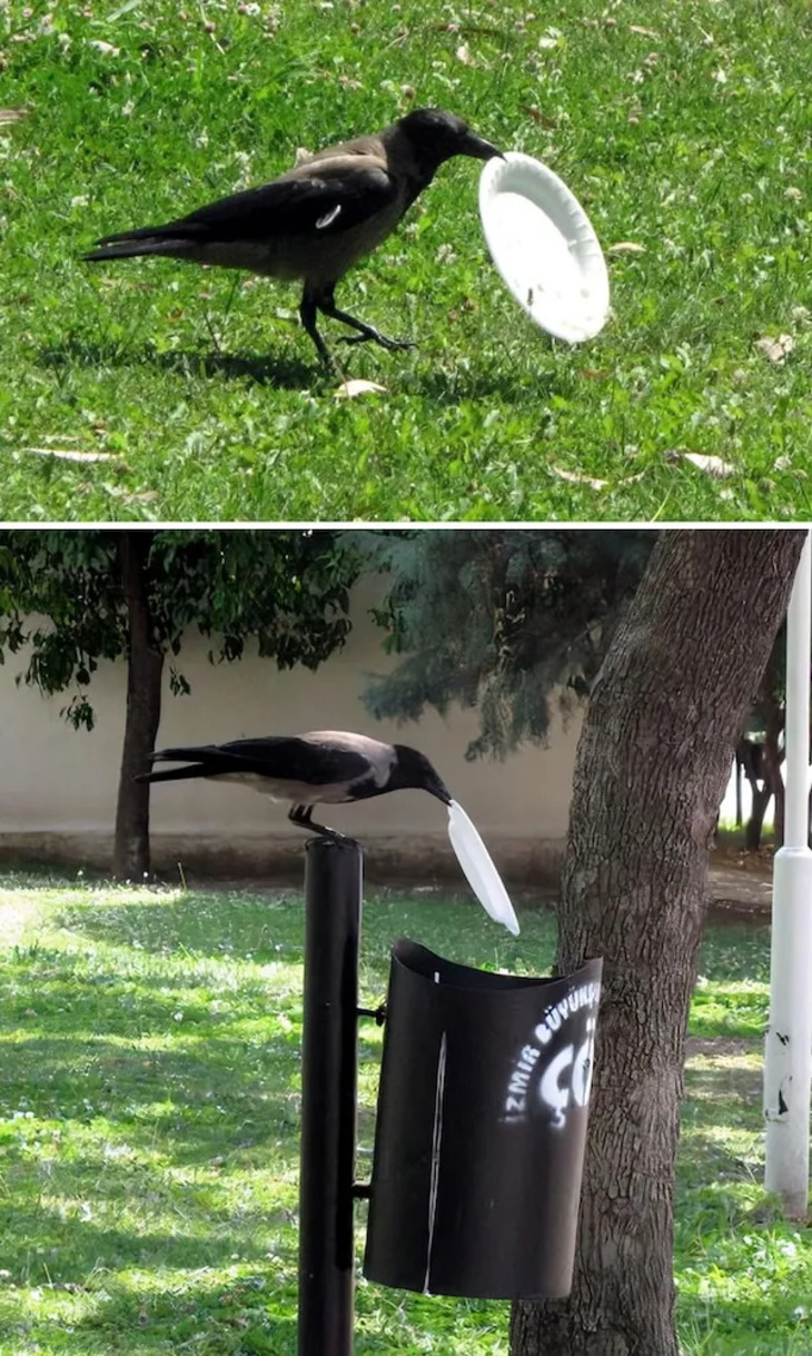 Cuervos