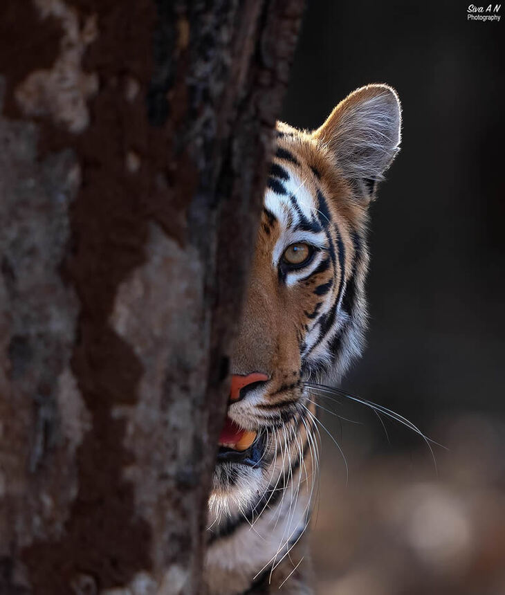 Retratos De Tigres y Leopardos