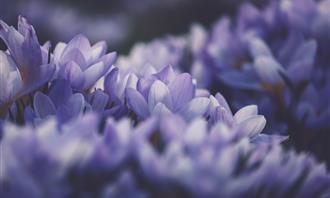 Prueba de color y necesidades de amor: flores moradas y blancas