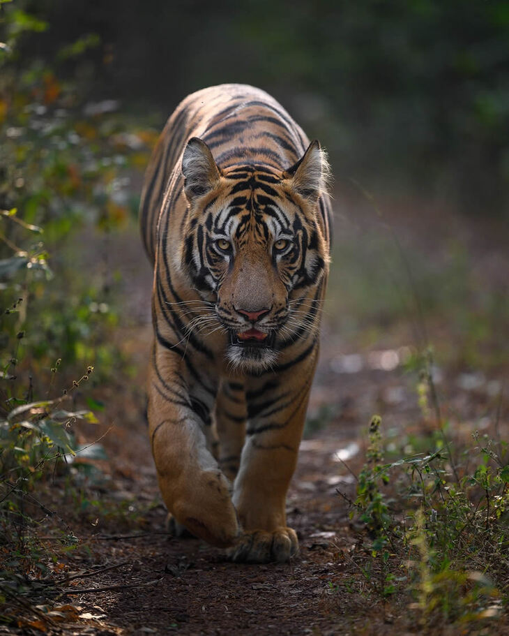 Retratos De Tigres y Leopardos