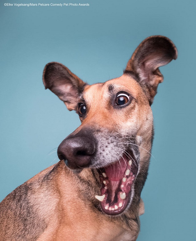 Premios de fotografía cómica de mascotas