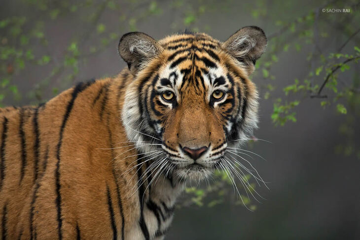 Retratos De Tigres y Leopardos