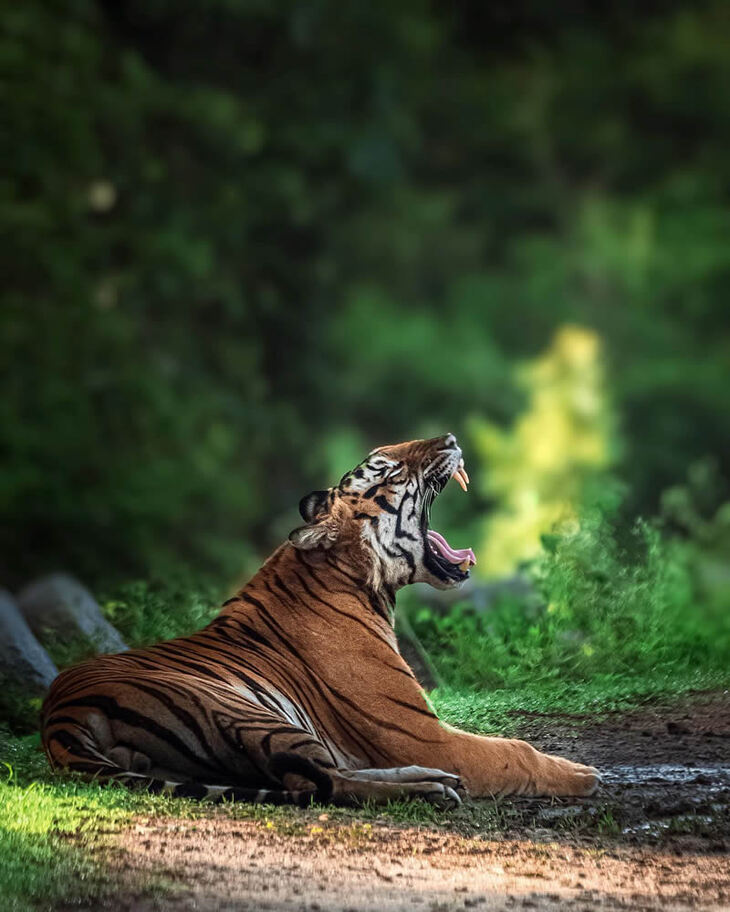 Retratos De Tigres y Leopardos