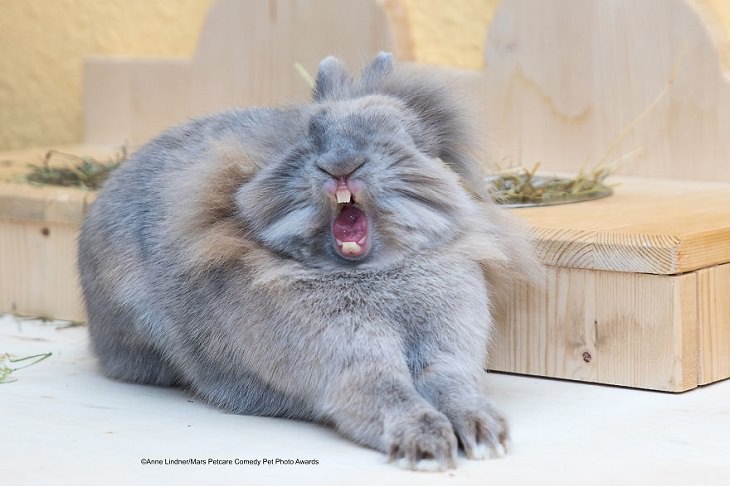 Premios de fotografía cómica de mascotas