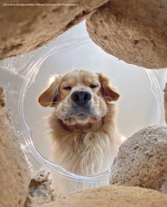 Premios de fotografía cómica de mascotas