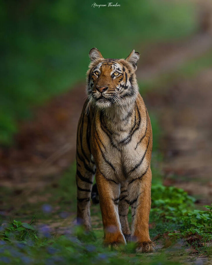 Retratos De Tigres y Leopardos