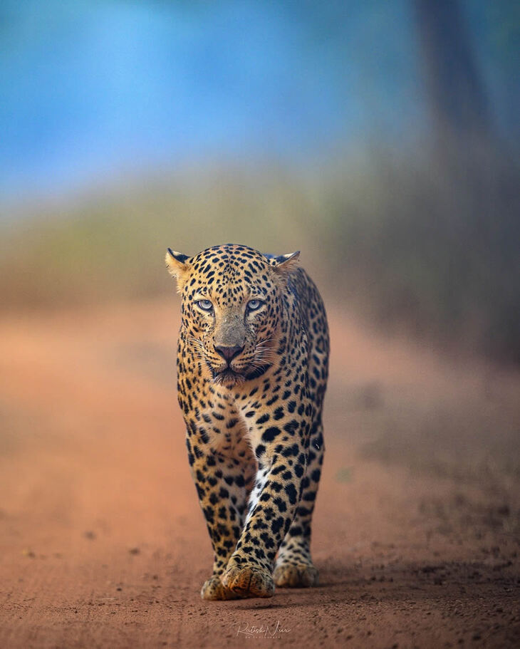 Retratos De Tigres y Leopardos