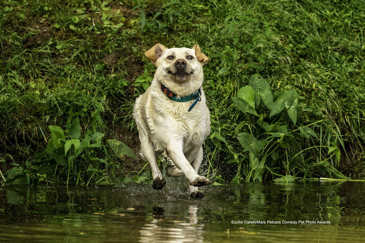 Premios de fotografía cómica de mascotas