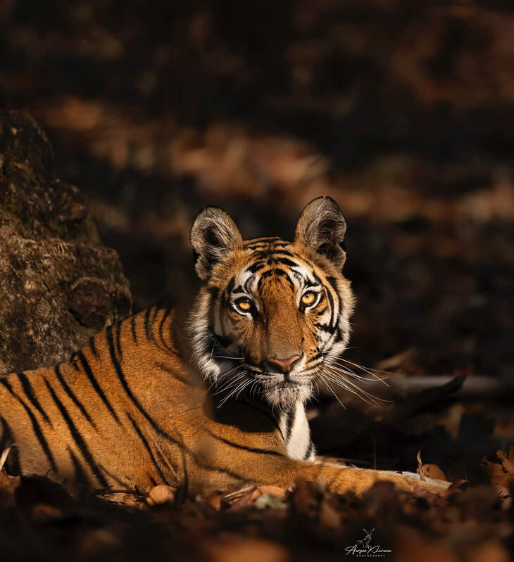 Retratos De Tigres y Leopardos