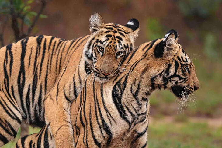 Retratos De Tigres y Leopardos