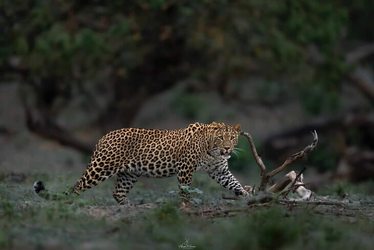 Retratos De Tigres y Leopardos