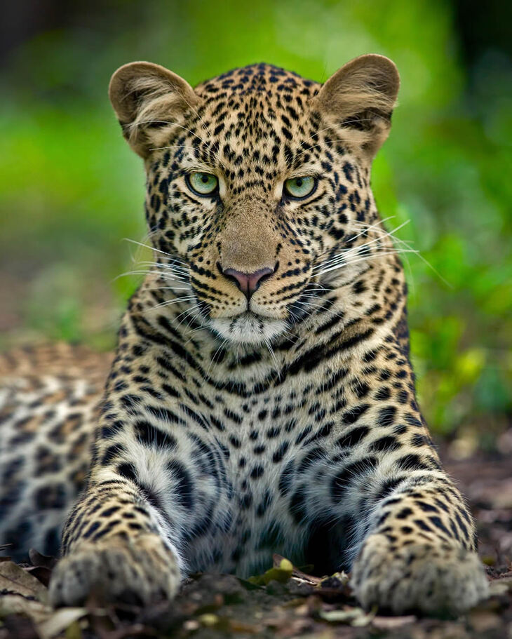 Retratos De Tigres y Leopardos