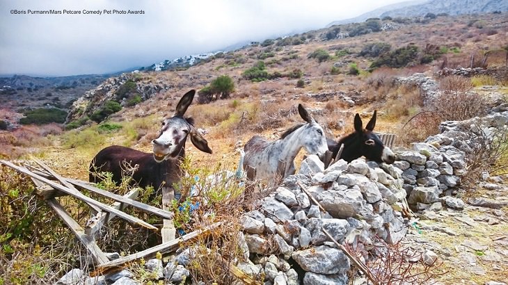 Premios de fotografía cómica de mascotas