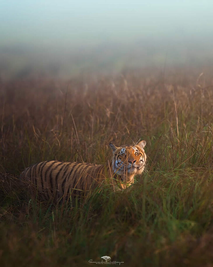 Retratos De Tigres y Leopardos