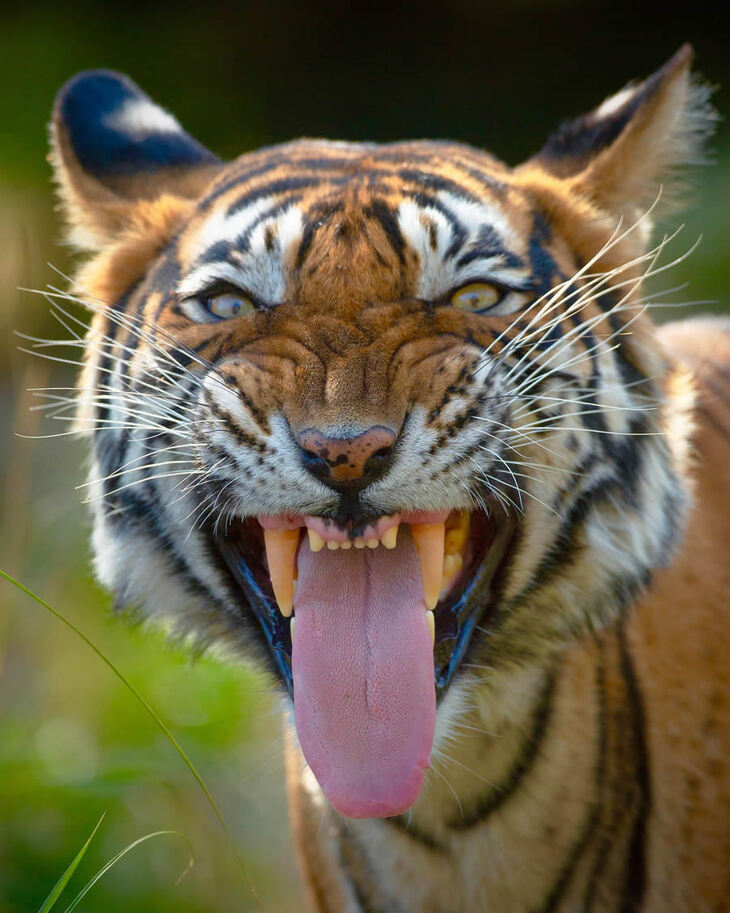 Retratos De Tigres y Leopardos