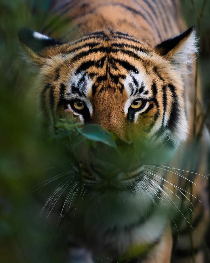 Retratos De Tigres y Leopardos