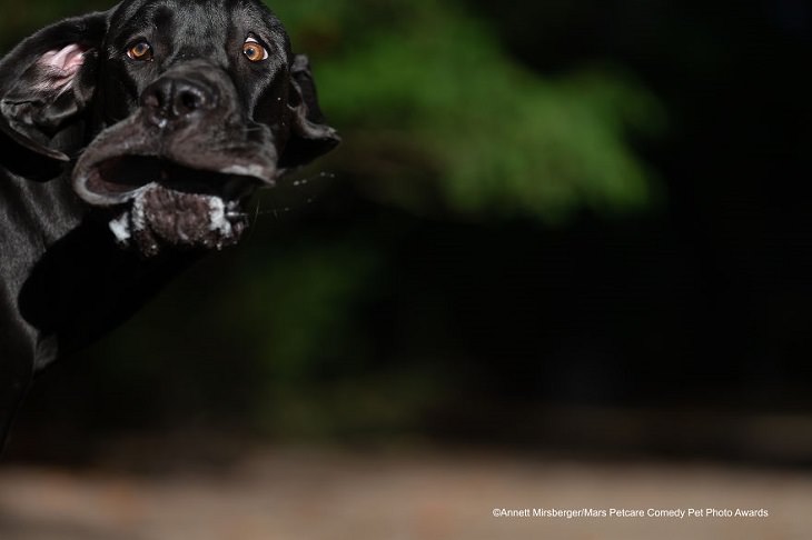 Premios de fotografía cómica de mascotas