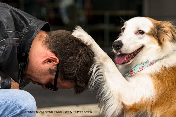 Premios de fotografía cómica de mascotas