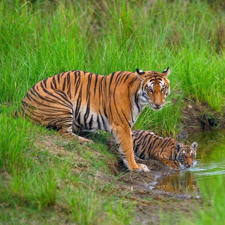 Retratos De Tigres y Leopardos