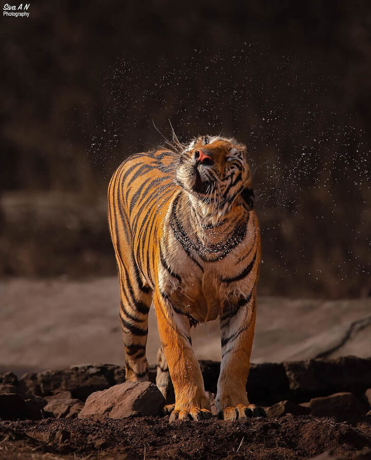 Retratos De Tigres y Leopardos