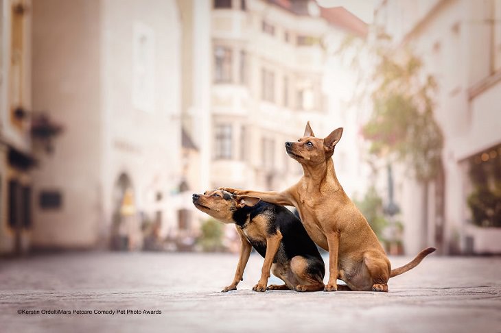 Premios de fotografía cómica de mascotas