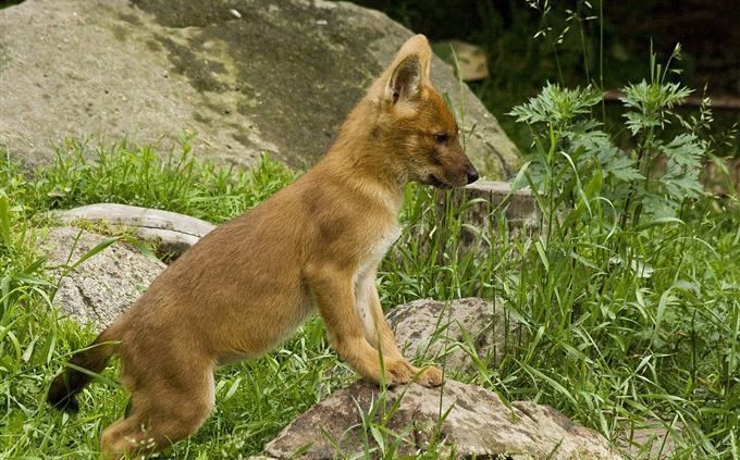 Prueba de animales de caída: Dolly encontrado