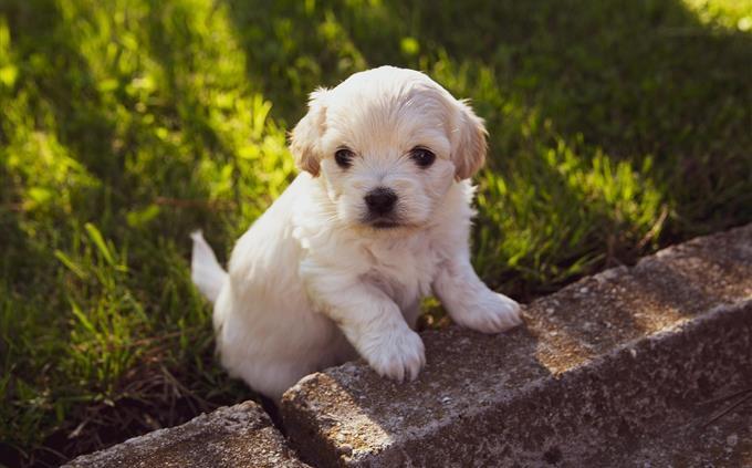 Prueba de vida en peligro: cachorro