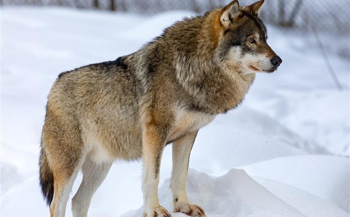 Prueba de vida en peligro: lobo gris