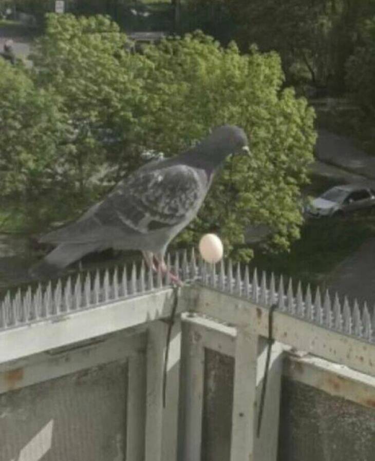 Aves Divertidas