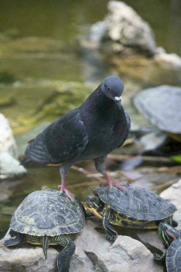 Aves Divertidas