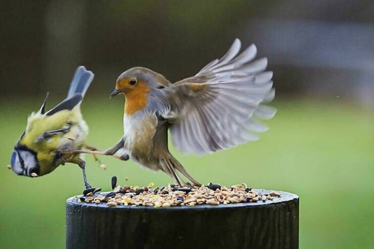 Aves Divertidas