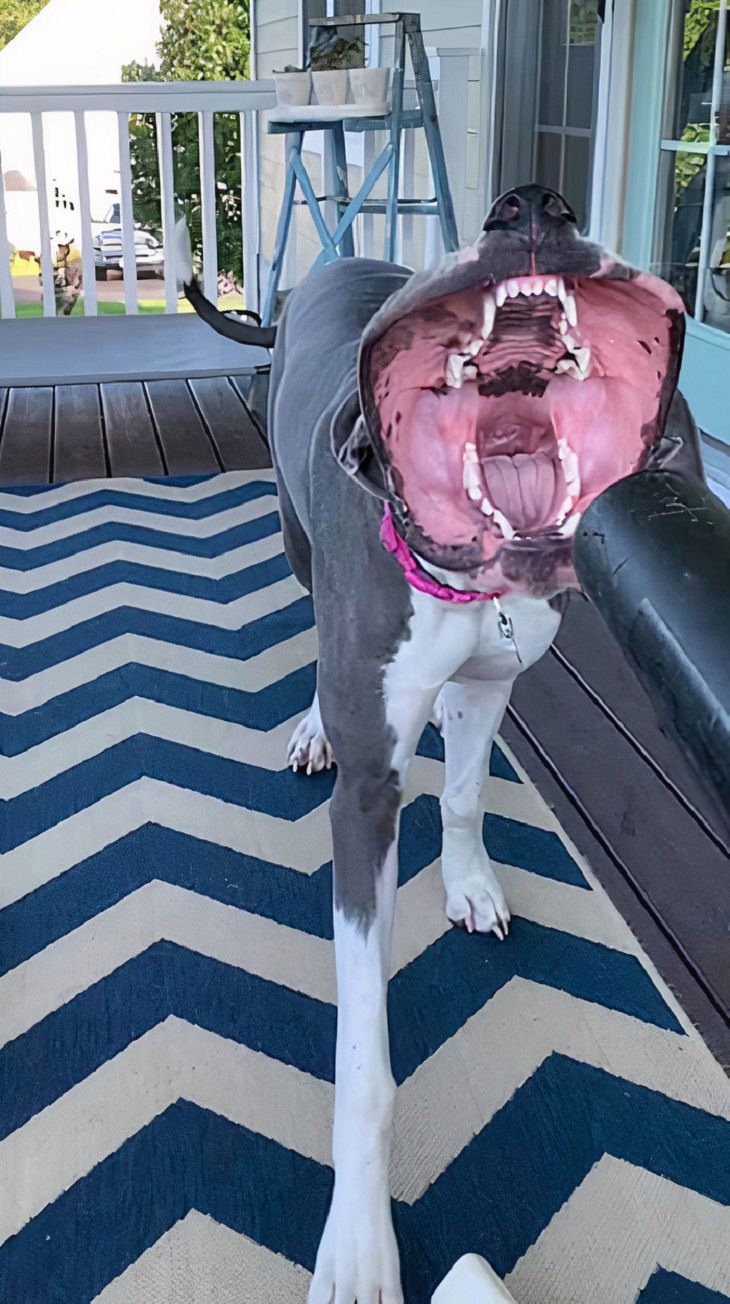 Mascotas Que Lucen Espeluznantes