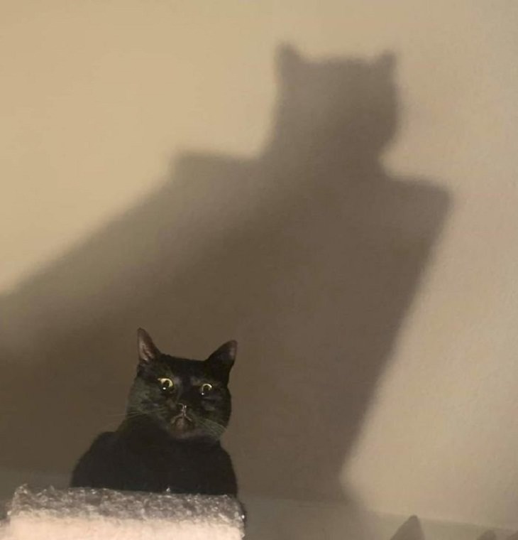 Mascotas Que Lucen Espeluznantes