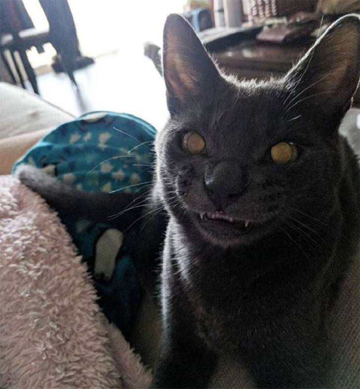 Mascotas Que Lucen Espeluznantes